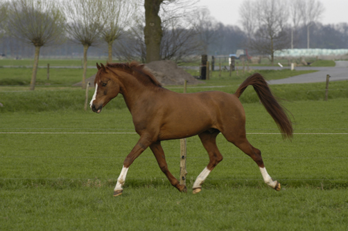 Klik op foto voor meer foto's van Melvin.